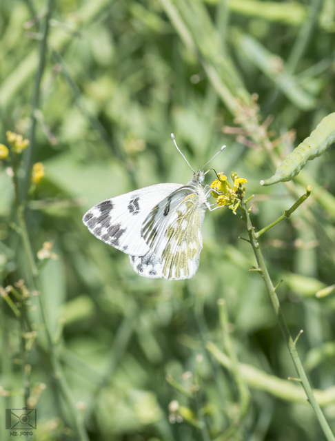Pontia edusa - rezedalepke
