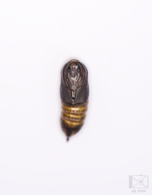 Sphrageidus similis - sárgafarú szövő
