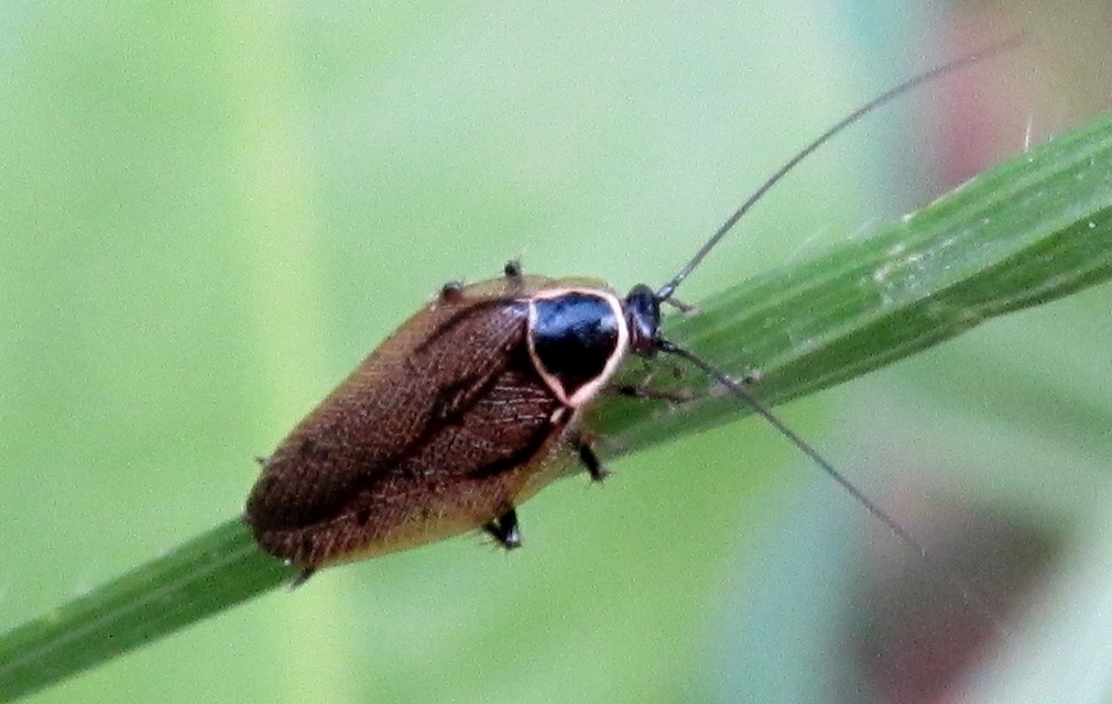 Ectobius sylvestris - fekete erdeicsótány