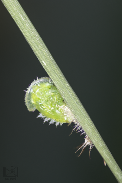 Cassida canaliculata - karimás pajzsbogár