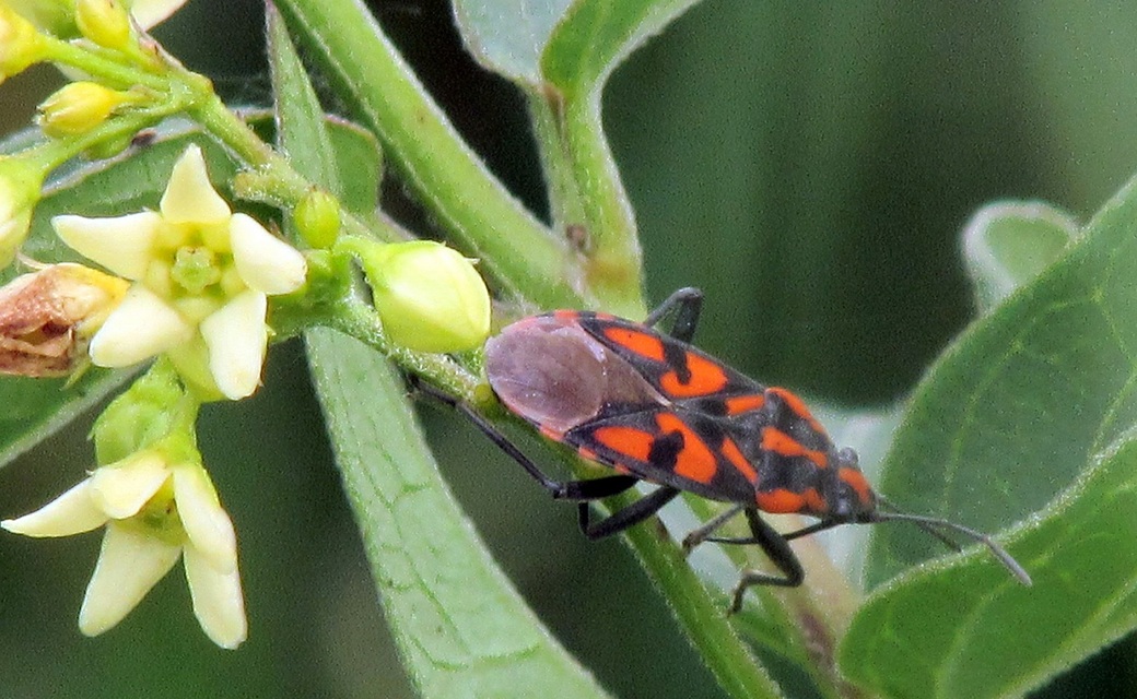 Spilostethus saxatilis - virágbodobács