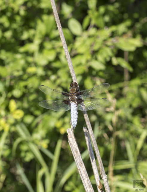 Libellula depressa - széles laposacsa