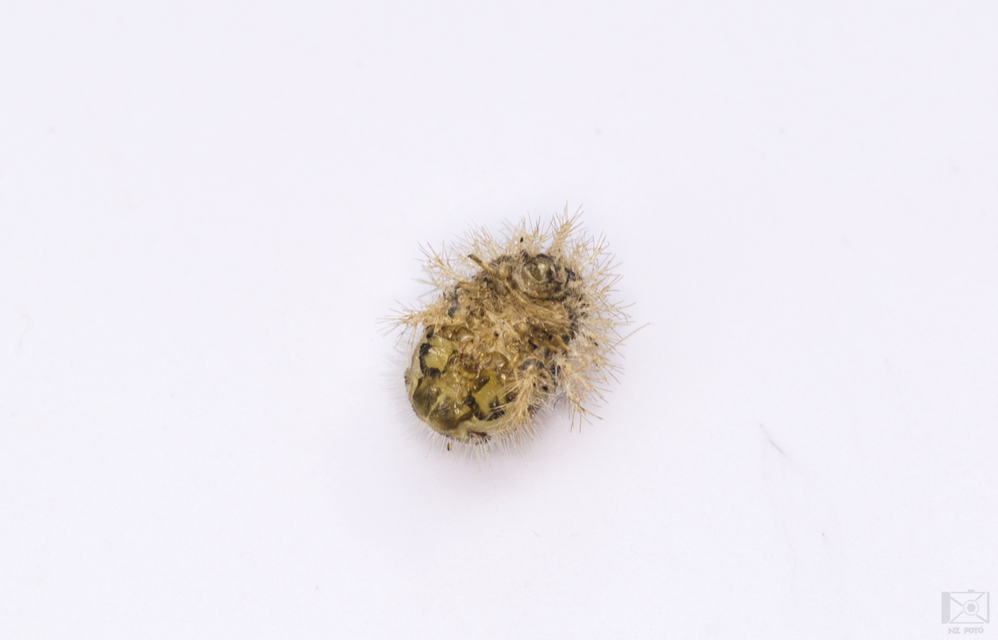 Subcoccinella vigintiquatuorpunctata - lucernaböde