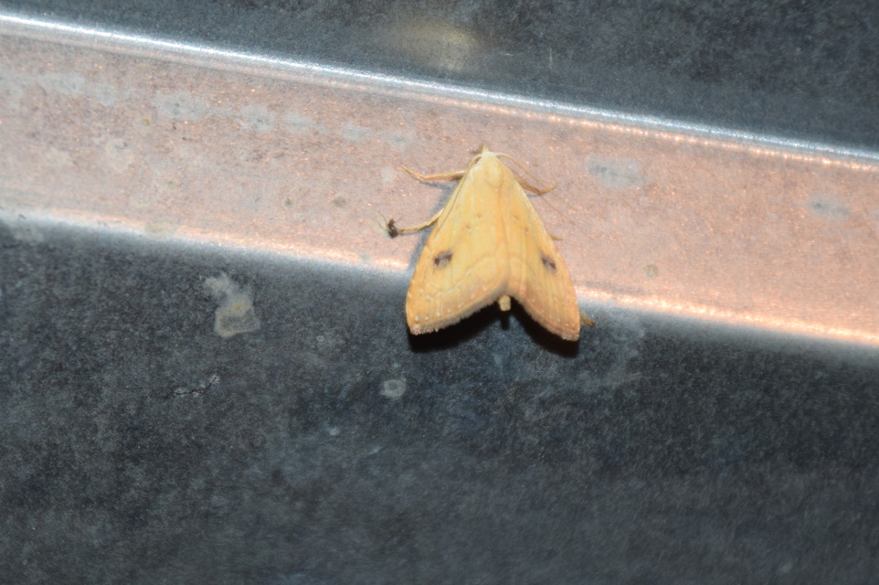 Rivula sericealis - selymes lórombagoly