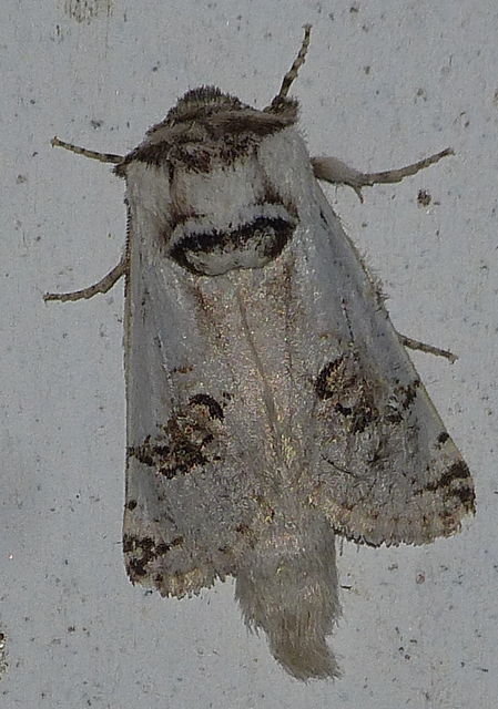 Parahypopta caestrum - spárgalepke