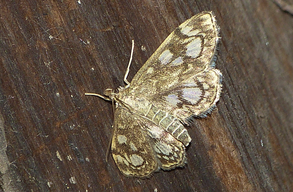 Anania coronata - koronás dudvamoly
