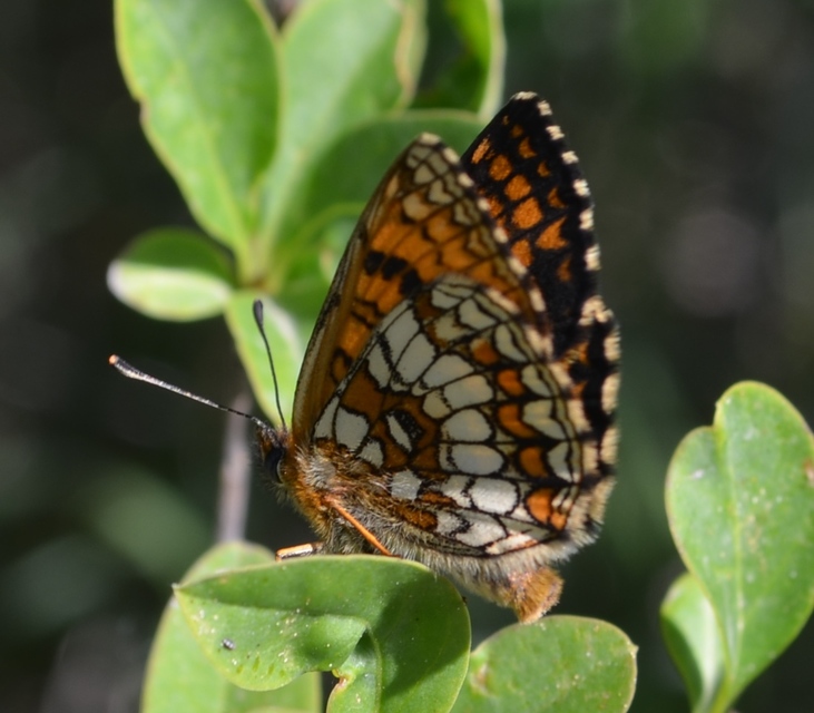 Melitaea athalia - közönséges tarkalepke