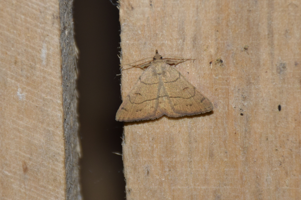 Paracolax tristalis - sárgás karcsúbagoly