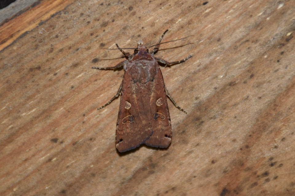 Noctua pronuba - nagy sárgafűbagoly
