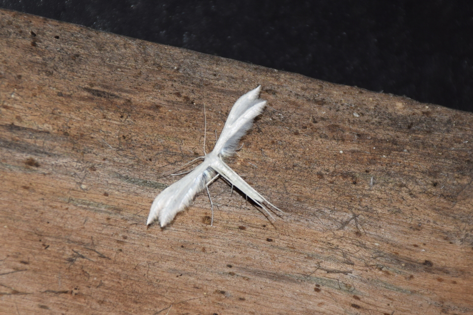 Pterophorus pentadactyla - fehér tollasmoly