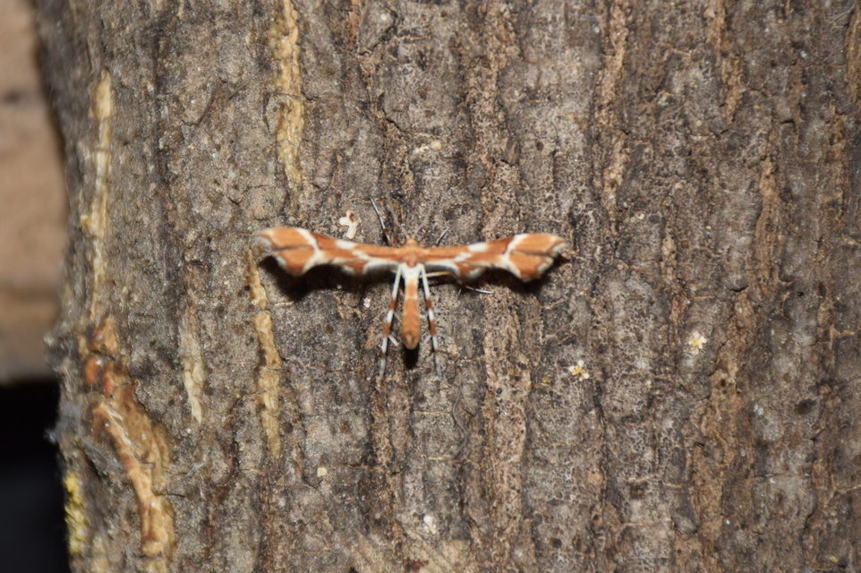 Cnaemidophorus rhododactyla - rózsabogyó-tollasmoly