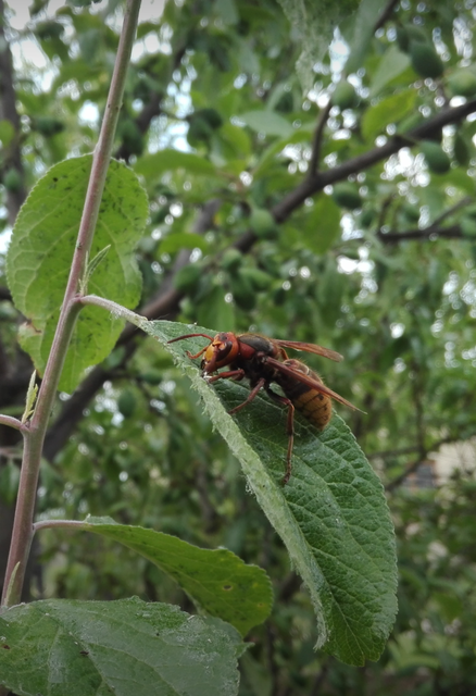 Vespa crabro - lódarázs