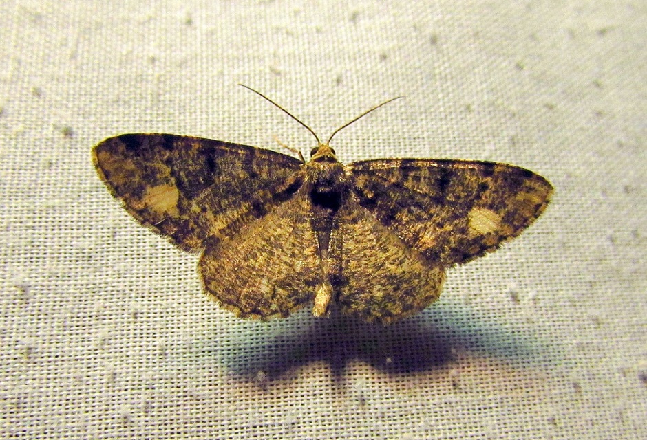 Parectropis similaria - barna zuzmóaraszoló