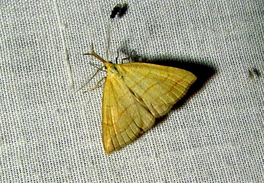 Polypogon tentacularia - sötétaljú karcsúbagoly