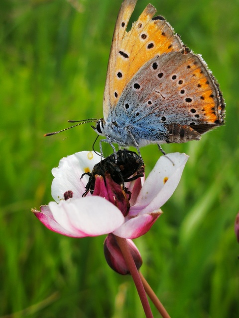 Lycaena thersamon - kis tűzlepke