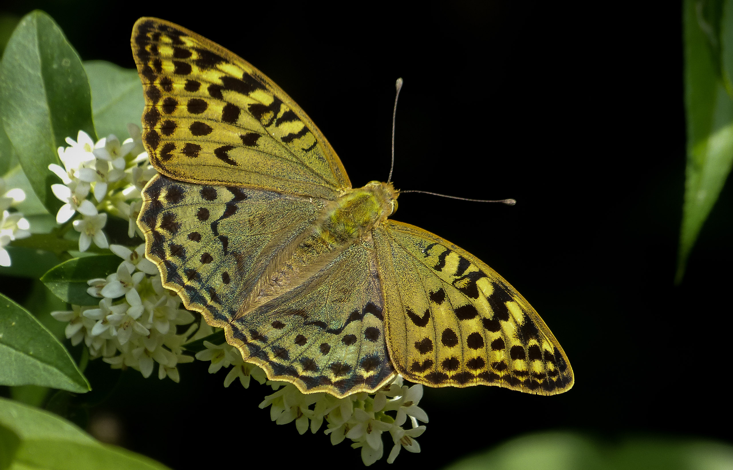 Argynnis pandora - zöldes gyöngyházlepke