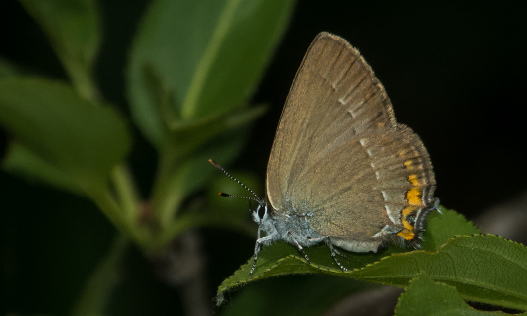 Satyrium acaciae - akác-csücsköslepke