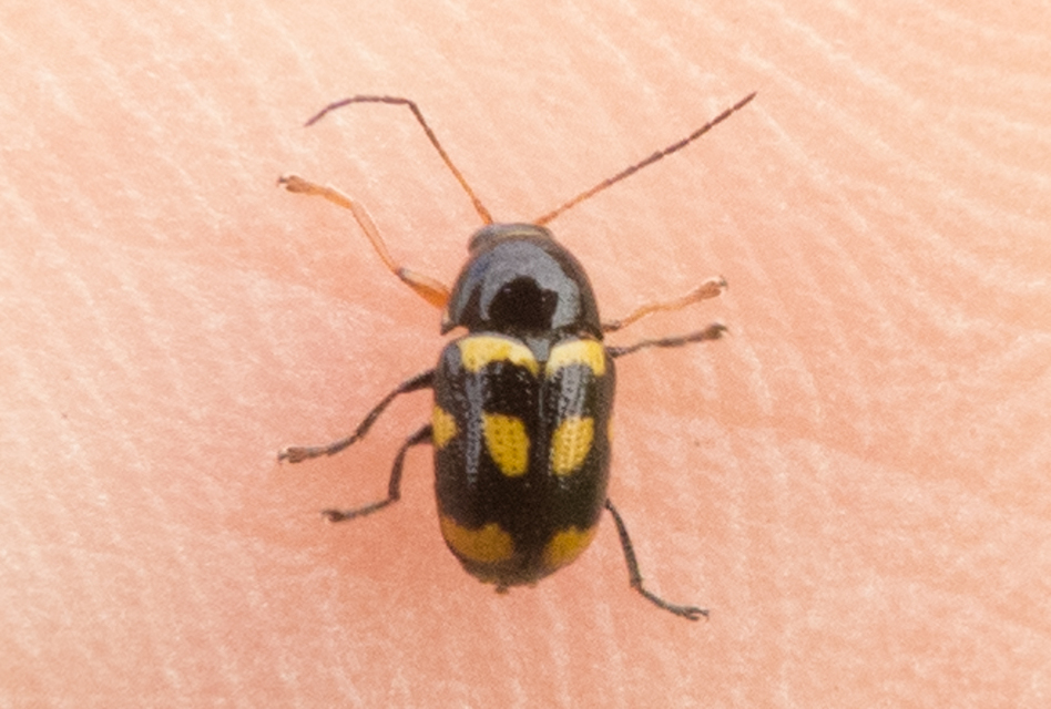 Cryptocephalus anticus - réti zömökbogár