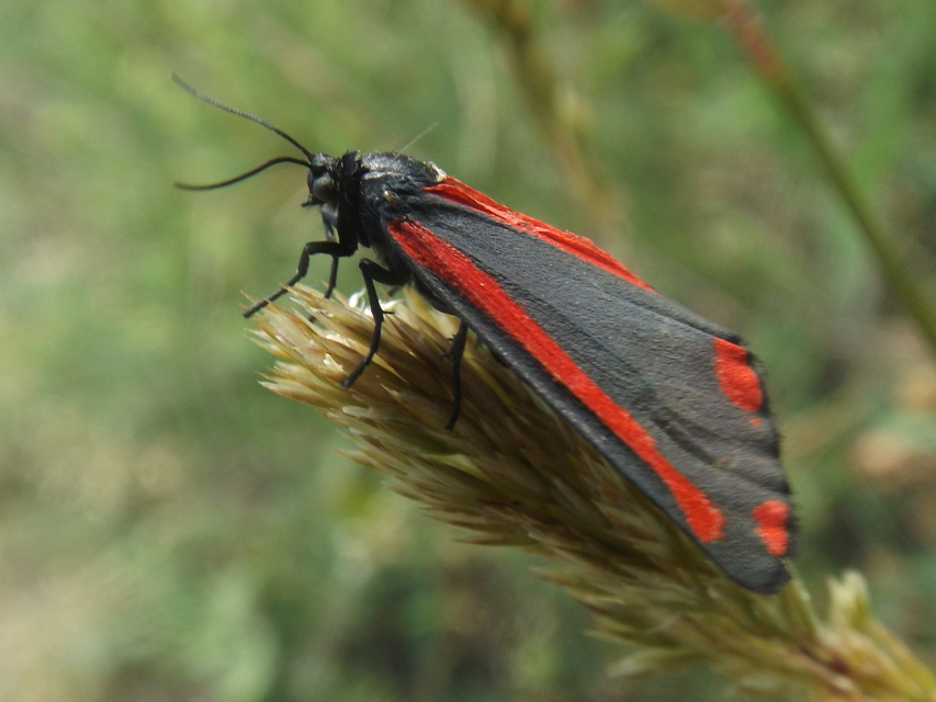 Tyria jacobaeae - jakabfű-medvelepke