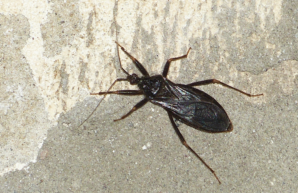 Reduvius personatus - szemetes zugpoloska