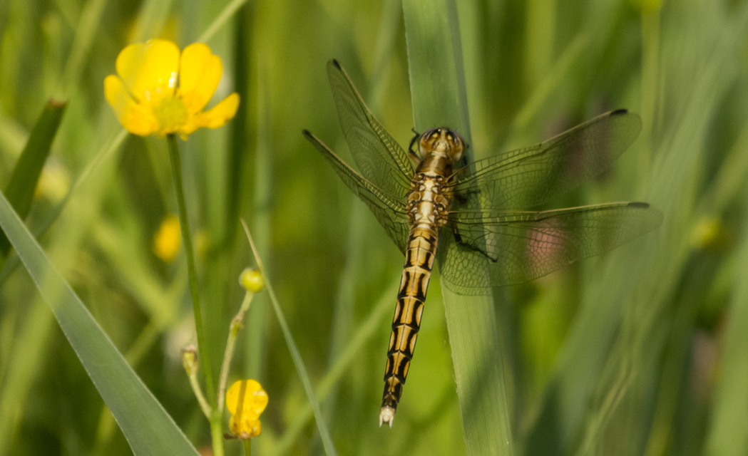 Orthetrum albistylum - fehérfarkú pásztorszitakötő