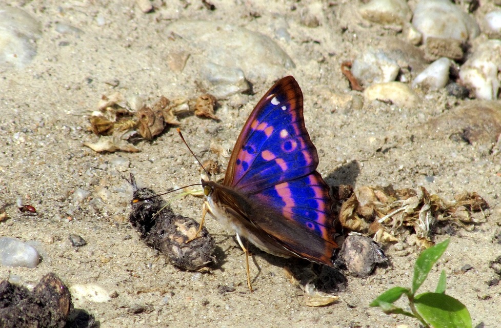 Apatura ilia - kis színjátszólepke