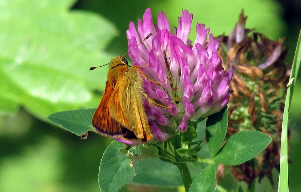 Ochlodes sylvanus - erdei busalepke
