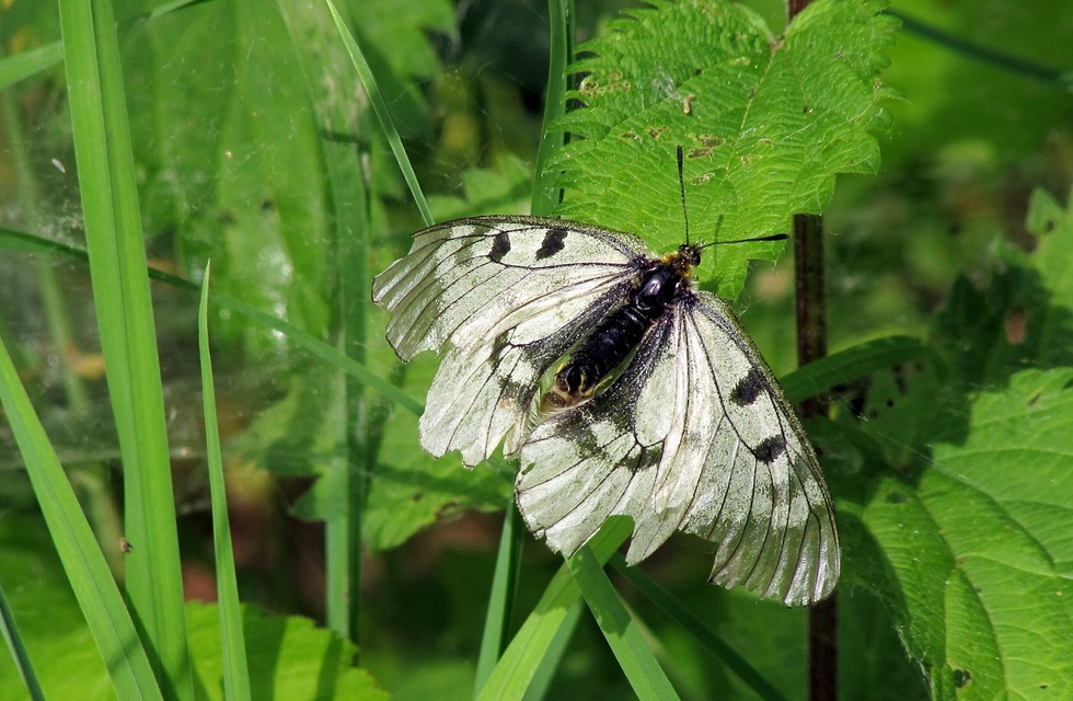 Parnassius mnemosyne - kis apollólepke