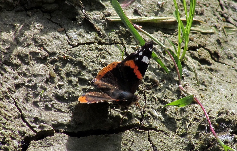 Vanessa atalanta - atalantalepke