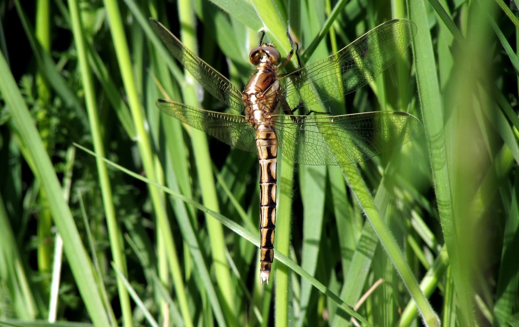Orthetrum albistylum - fehérfarkú pásztorszitakötő