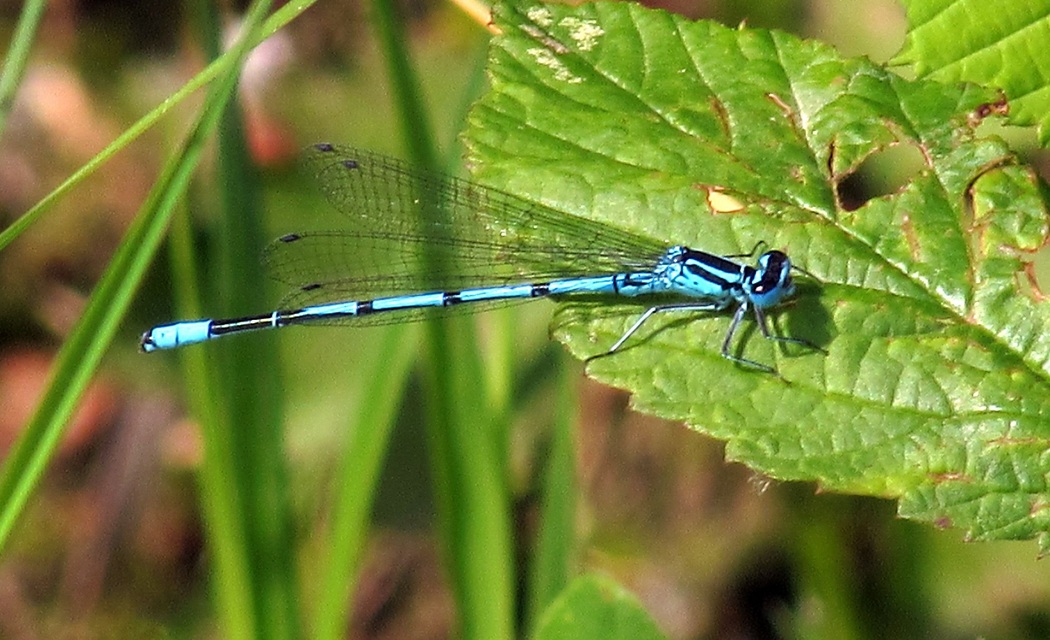 Coenagrion puella - azúrkék légivadász