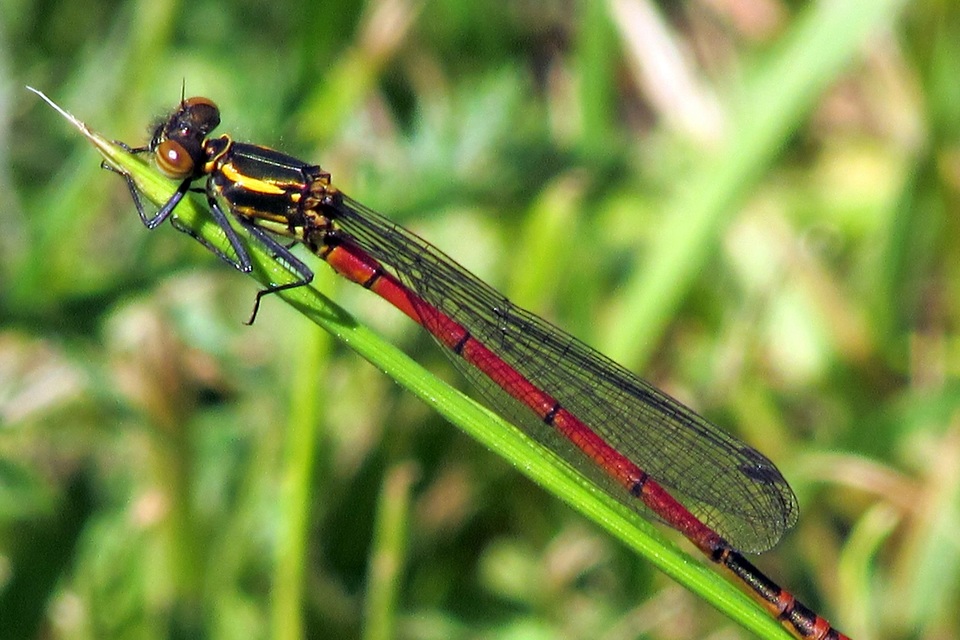 Pyrrhosoma nymphula interposita - vörös légivadász