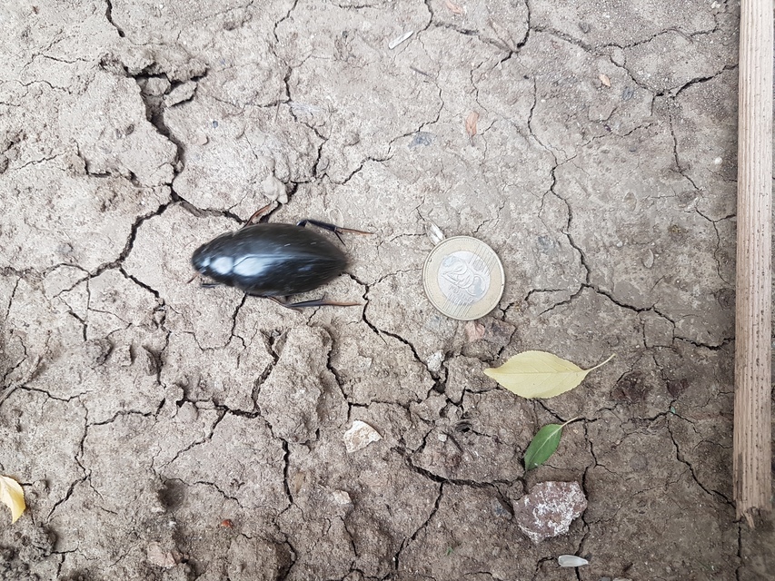 Hydrophilus