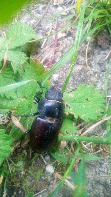 Lucanus cervus - nagy szarvasbogár
