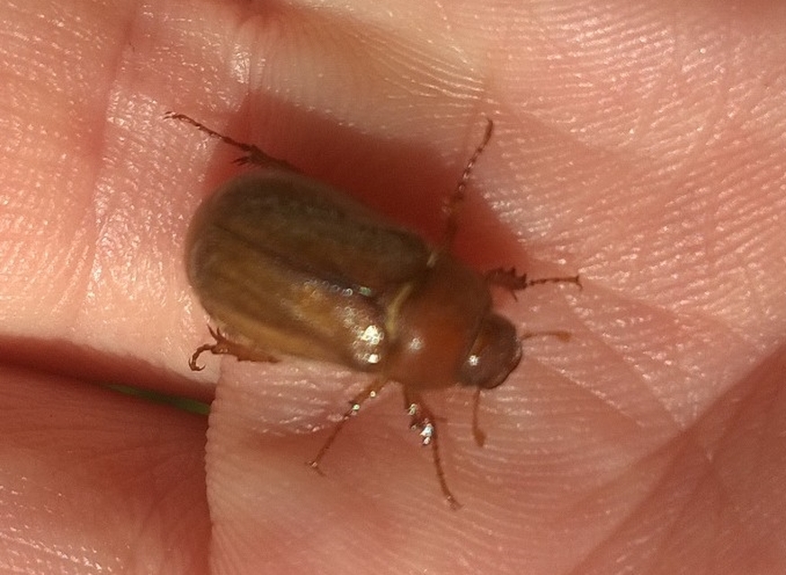Amphimallon assimile - kis sárgacserebogár