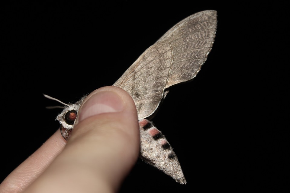 Agrius convolvuli - szulákszender