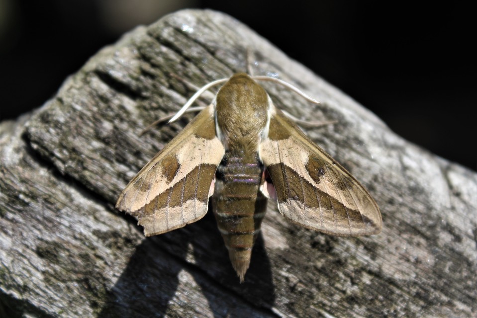 Hyles euphorbiae - kutyatejszender