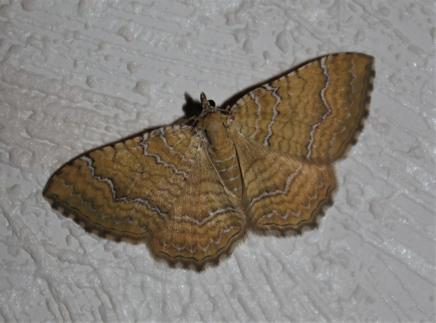 Camptogramma bilineata - kétvonalas sávosaraszoló