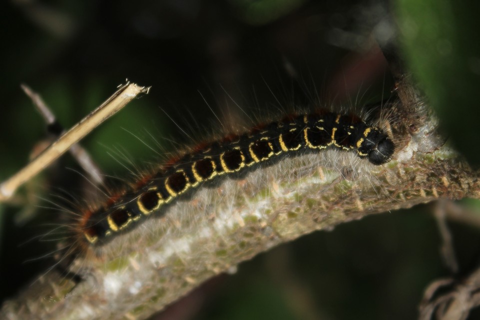 Eriogaster lanestris - tavaszi gyapjasszövő