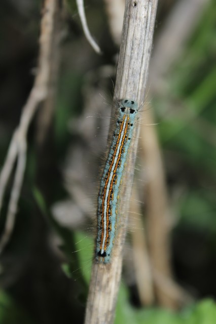 Malacosoma neustria - gyűrűsszövő