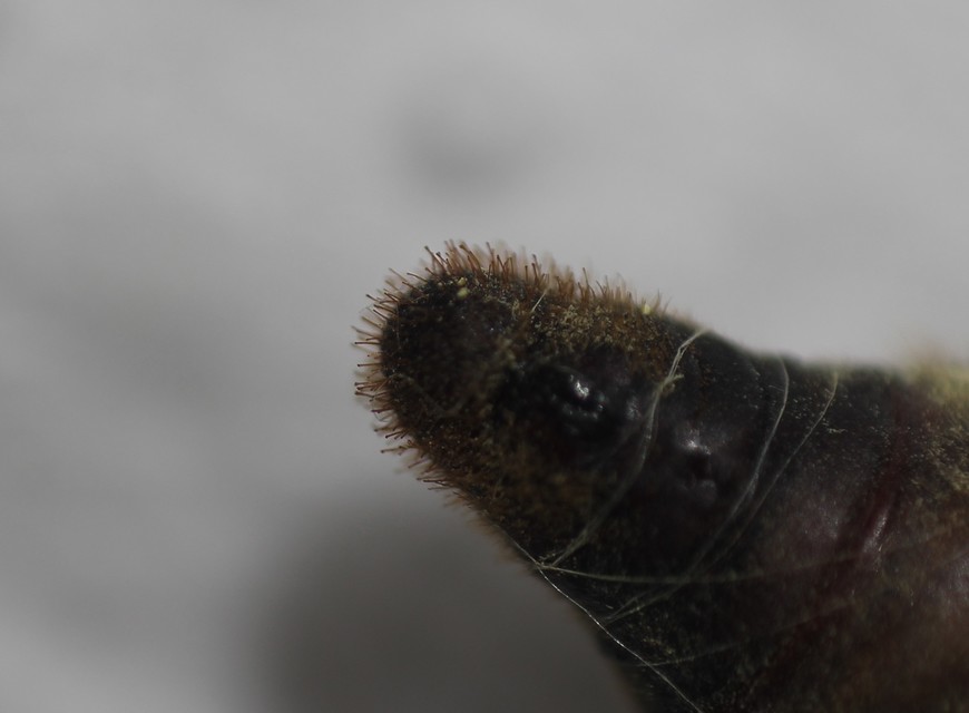 Malacosoma neustria - gyűrűsszövő