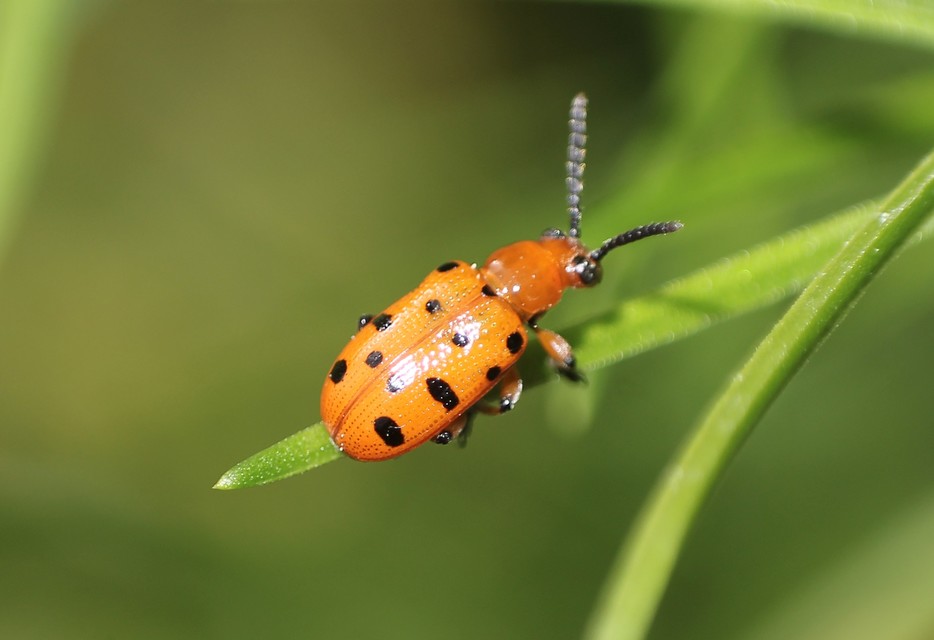 Crioceris duodecimpunctata - tizenkétpontos spárgabogár
