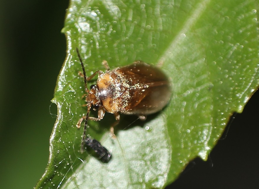 Scirtidae - rétbogárfélék