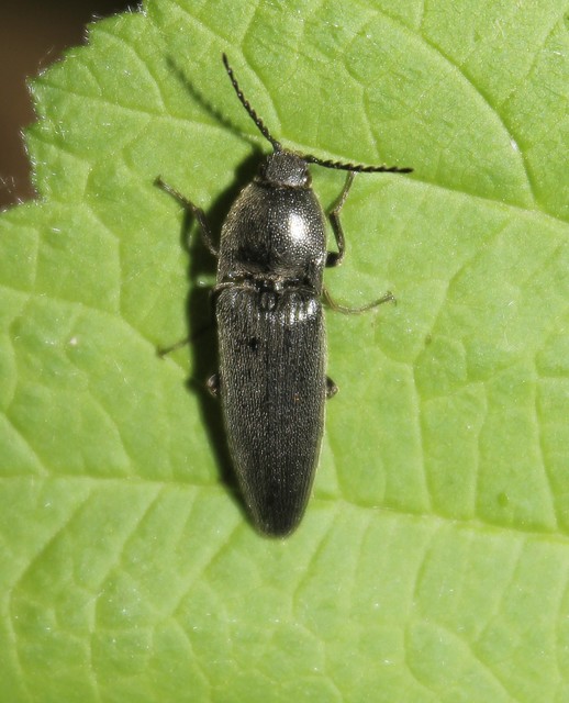 Melanotus