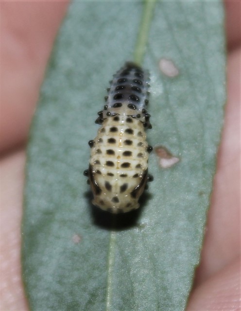 Chrysomela vigintipunctata - húszfoltos fűzlevelész
