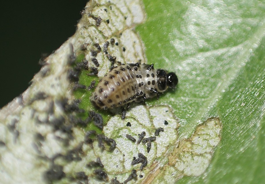 Chrysomela vigintipunctata - húszfoltos fűzlevelész