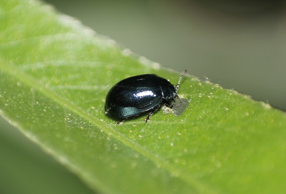 Plagiodera versicolora - törpe fűzlevelész
