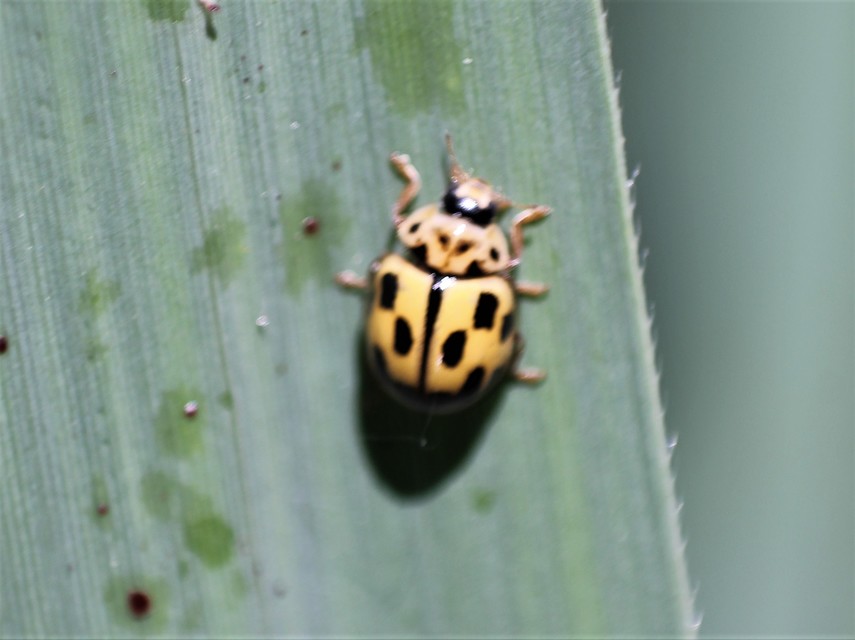 Propylea quatuordecimpunctata - tizennégypettyes füsskata