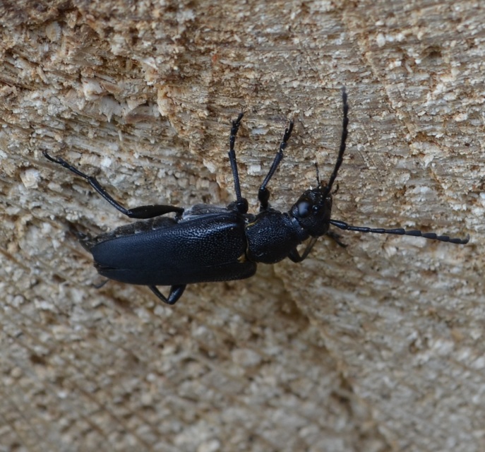 Stictoleptura scutellata - hegyi virágcincér