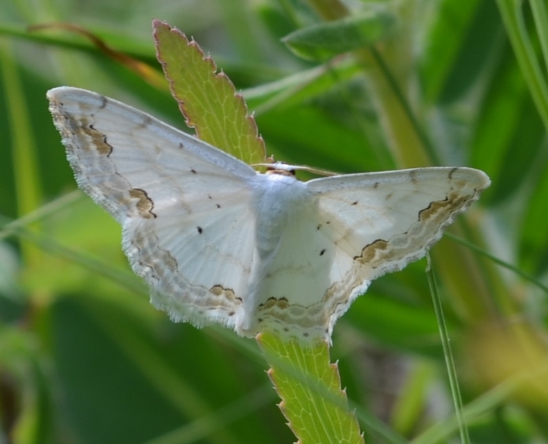 Scopula ornata - díszes fehéraraszoló